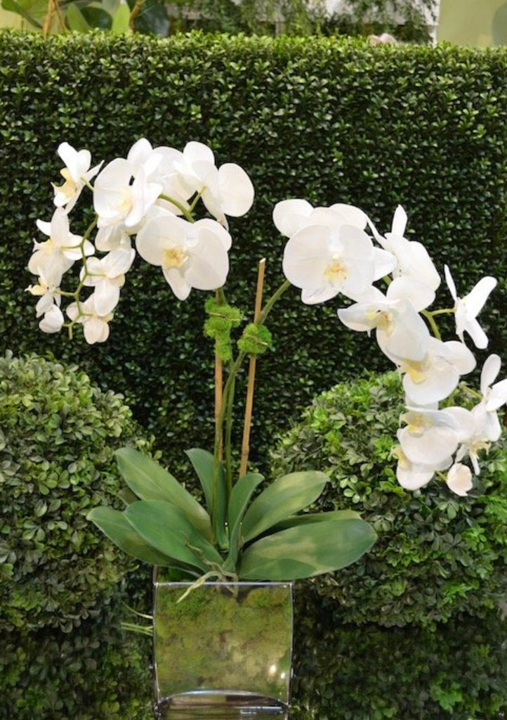 Large Orchid x2 w/Moss - The Kemble Shop