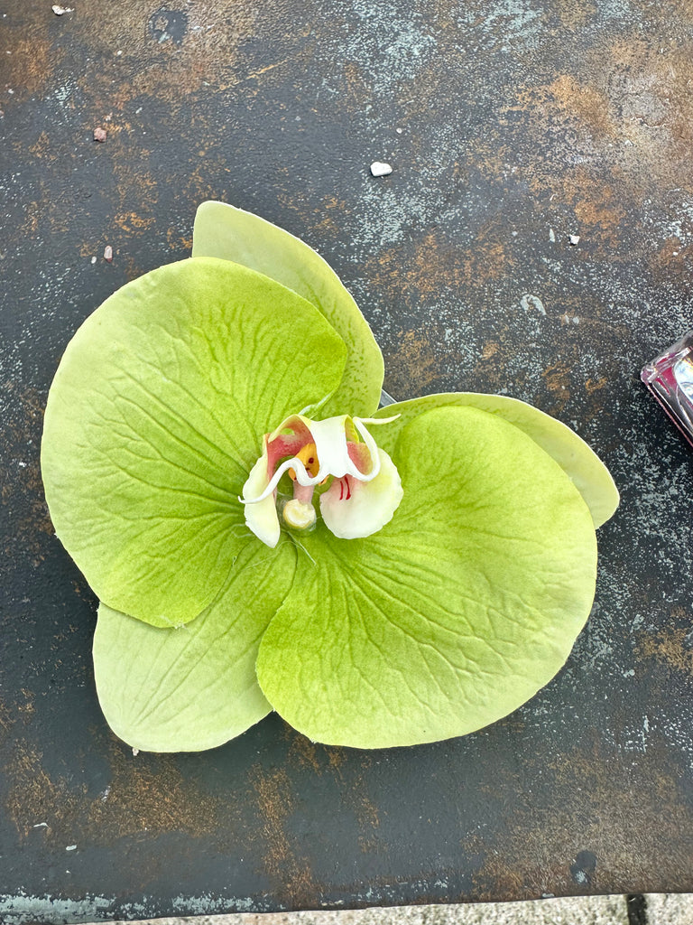 Floral - Mini Orchid Bloom - The Kemble Shop