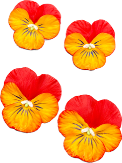 Pansy Earrings - Medium Red-Orange Tangerine - The Kemble Shop