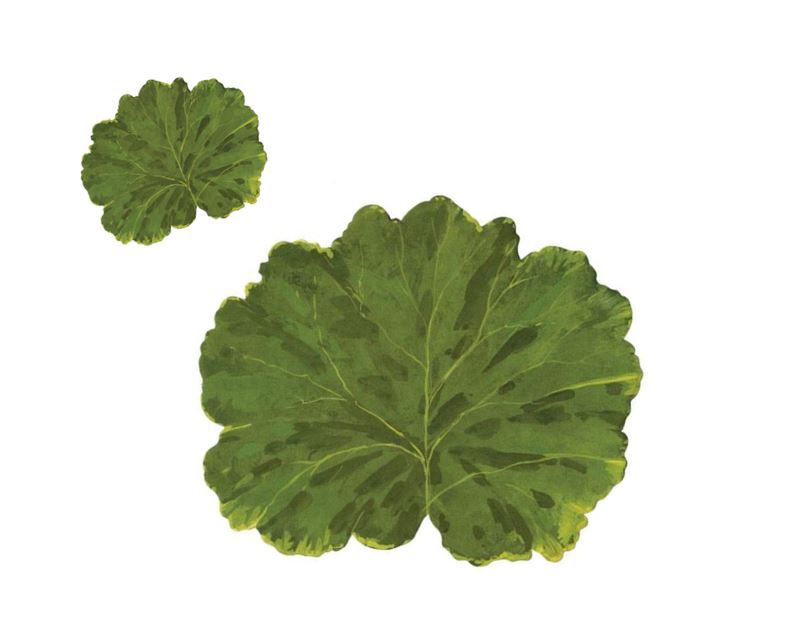 Leaf Die-Cut Coasters - The Kemble Shop