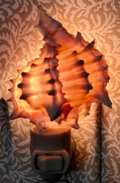 Seashell Night Lights - The Kemble Shop