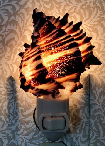 Seashell Night Lights - The Kemble Shop