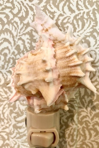 Seashell Night Lights - The Kemble Shop
