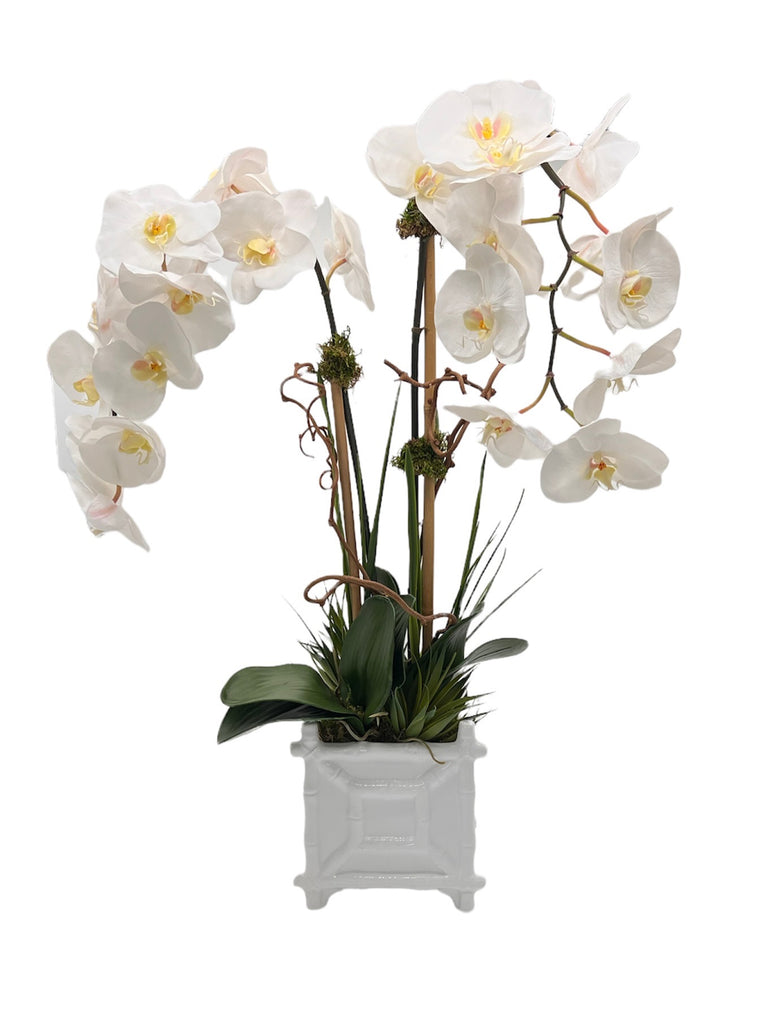 Provence Double Orchid - The Kemble Shop
