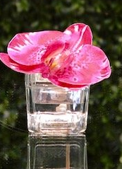 Mini Orchid Bloom - Calypso, Polynesian, Monarch - The Kemble Shop