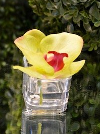 Mini Orchid Bloom - Calypso, Polynesian, Monarch - The Kemble Shop