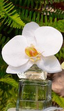 Mini Orchid Bloom - White, Green, Light Pink, or Fuschia - The Kemble Shop