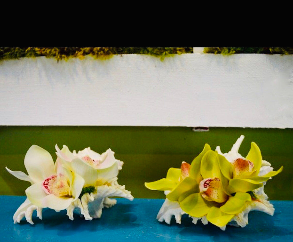 Triple Orchid Bloom in Large Conch - White, Green or Pink - The Kemble Shop