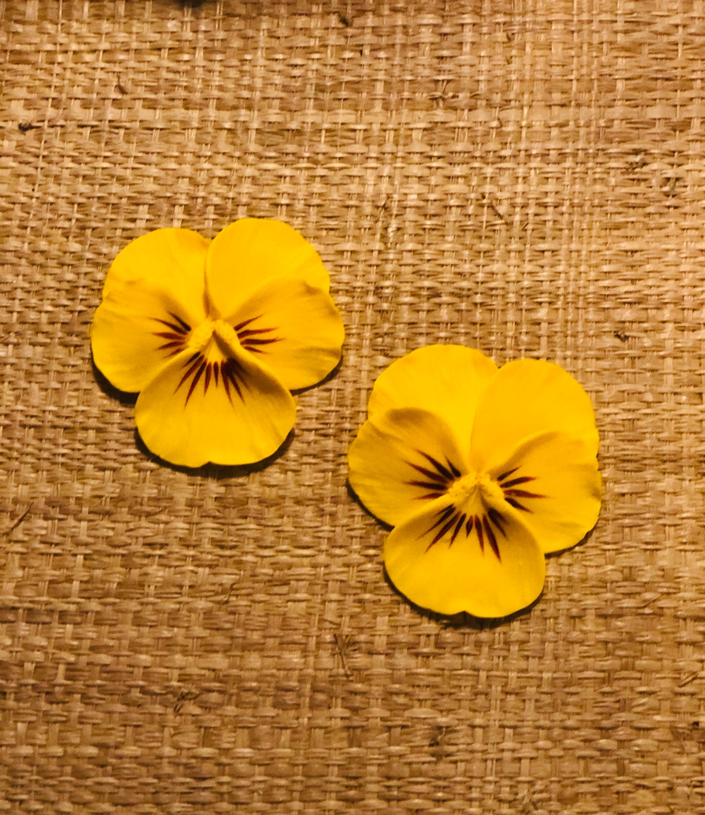 Yellow Sun Large Pansy Earring - The Kemble Shop