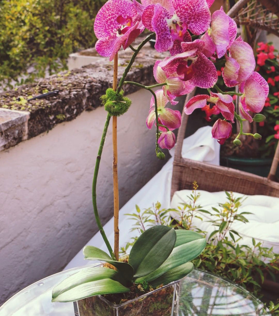 Spotted Fiji Orchid x1 w/Moss - The Kemble Shop