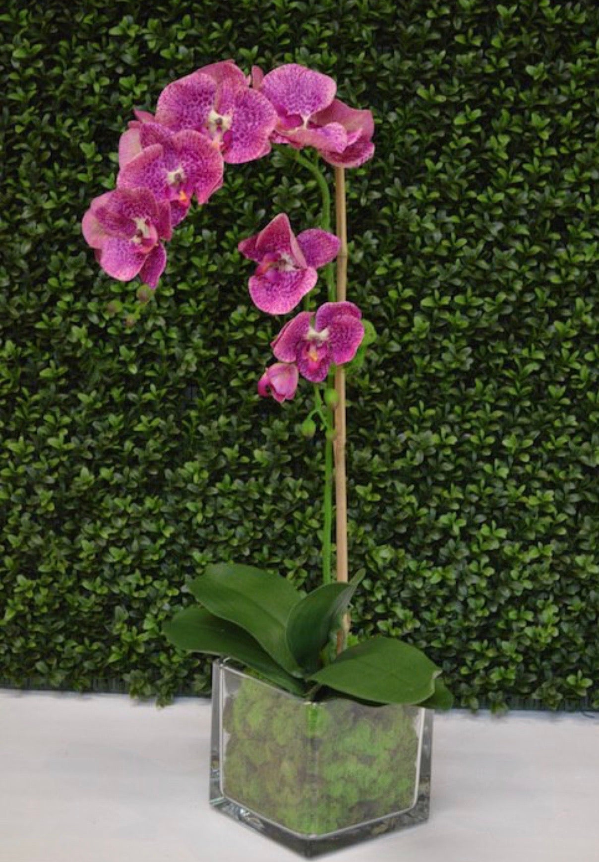 Spotted Fiji Orchid x1 w/Moss - The Kemble Shop