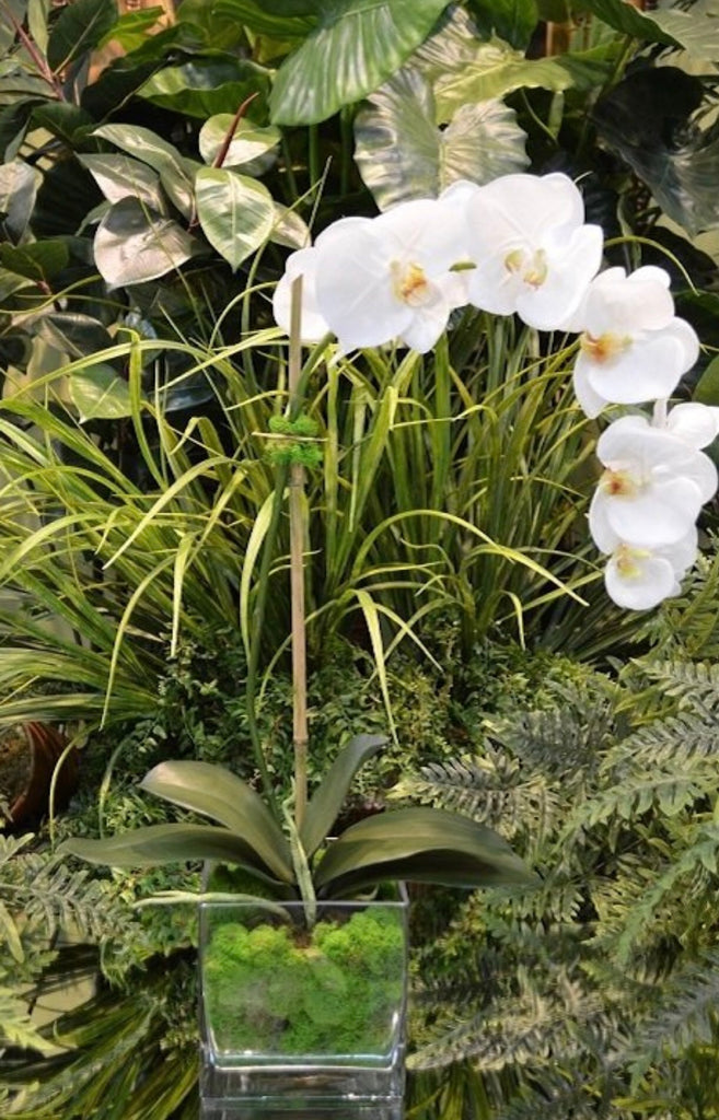 Large Orchid x1 w/Moss - The Kemble Shop