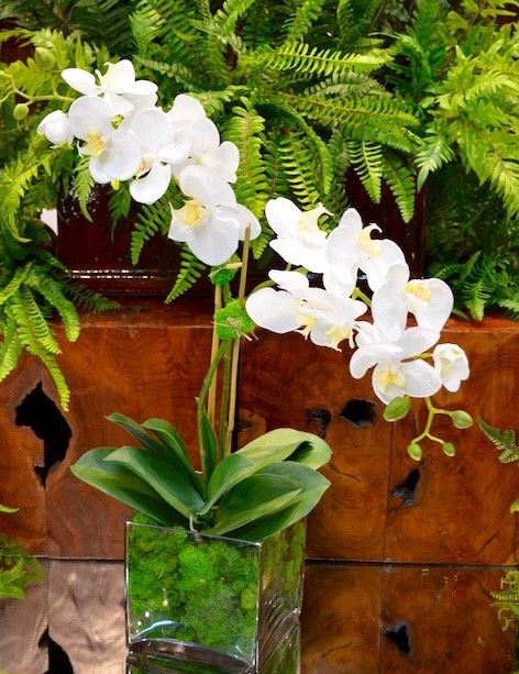 Medium Orchid x2 w/Moss - The Kemble Shop