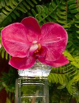 Mini Orchid Bloom - White, Green, Light Pink, or Fuschia - The Kemble Shop