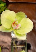 Mini Orchid Bloom - White, Green, Light Pink, or Fuschia - The Kemble Shop